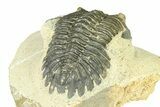 Bargain, Hollardops Trilobite Fossil - Ofaten, Morocco #287462-4